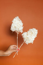 Load image into Gallery viewer, Idlewild Floral Co. - White PeeGee Hydrangea
