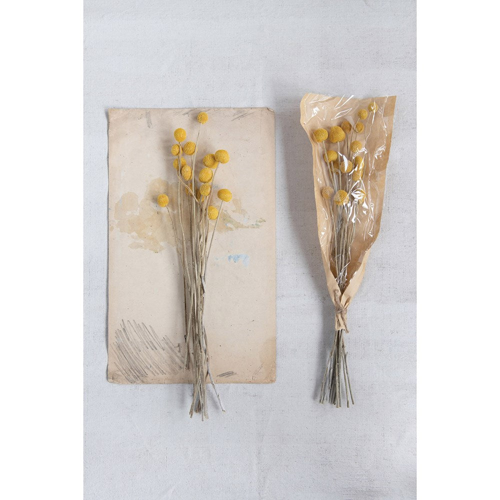 Dried Natural Craspedia Bunch, Goldenrod